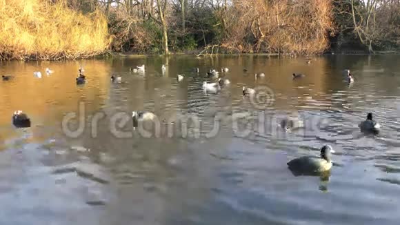 鹅和其他鸟类在池塘里游泳视频的预览图
