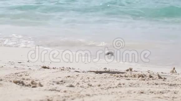 一只小螃蟹正从海滩上跑过远离水面视频的预览图