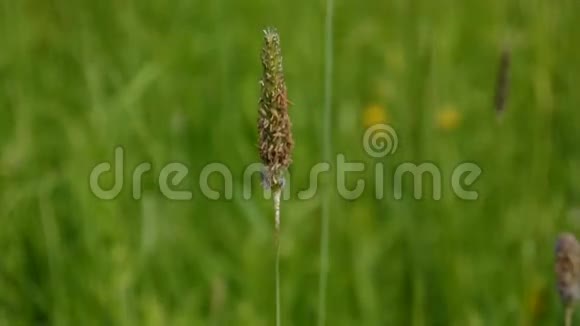 盛开的蒂莫西草的耳朵在草甸春天近距离拍摄普莱姆视频的预览图