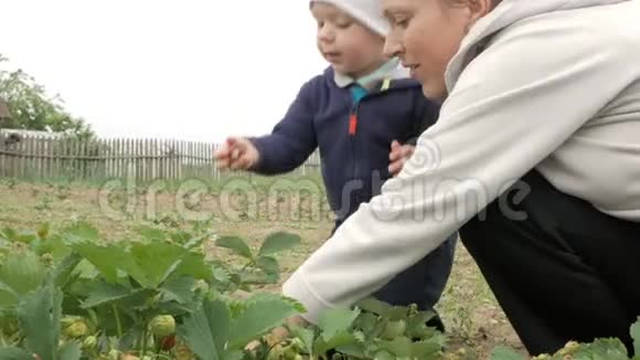 母亲和儿子从植物床上撕下草莓可爱的宝宝对浆果浆果视频的预览图