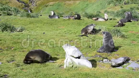 南极的皮毛海豹在草地上大量繁殖视频的预览图