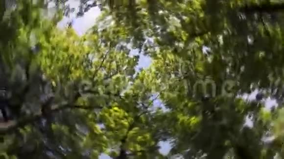 树的顶端视频的预览图