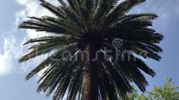 公园里巨大的棕榈树美丽的大自然棕榈叶在天空背景上视频的预览图