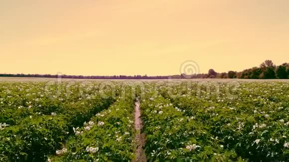 马铃薯在生长一排排绿色的开花的马铃薯灌木生长在农田里白色淡粉色的花开在土豆上视频的预览图