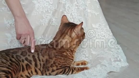 孟加拉猫躺在新娘旁边视频的预览图