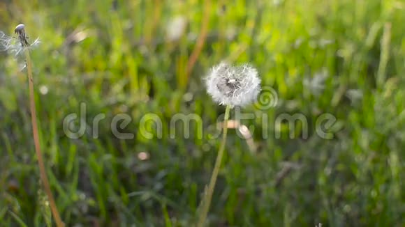 风吹动蒲公英的种子夏天公园里的青草晴天视频的预览图
