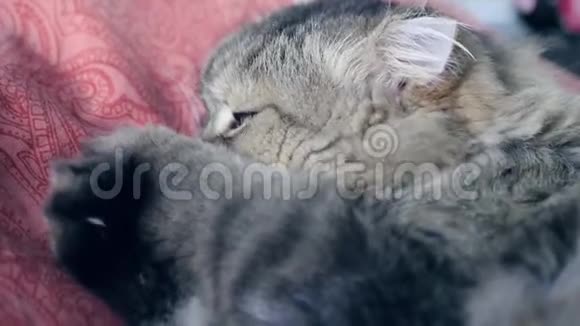 一只毛茸茸的猫躺着玩玩具带着它的乐趣画着它3840x21604K视频的预览图