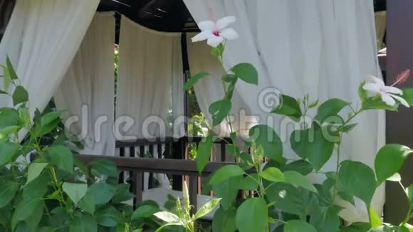 帐篷的背景上有白色花的灌木有窗帘在酒店放松视频的预览图