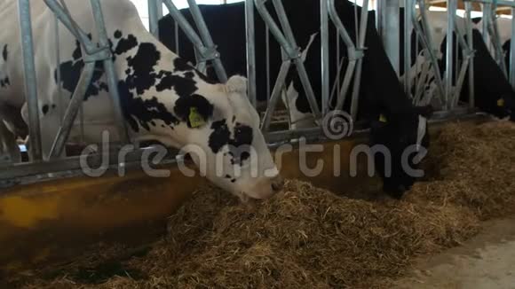现代农场奶牛饲养过程关闭牛奶场的奶牛饲养奶牛场的奶牛吃干草拖拉机开进来视频的预览图