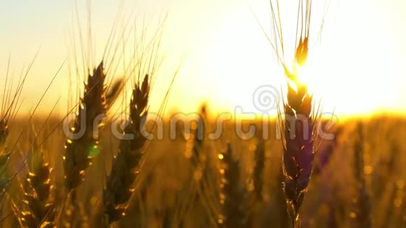 黎明时的小麦麦子的穗子在风中听见视频的预览图