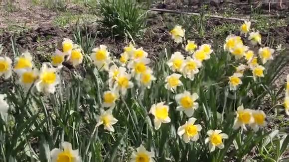 水仙花在春天的阳光下开花视频的预览图