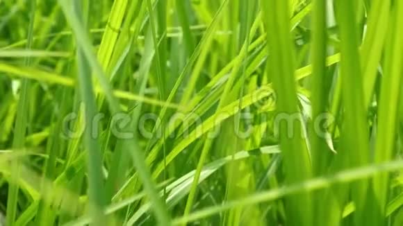 用阳光遮住模糊的热带绿草天然质地叶多汁树叶上的阳光视频的预览图