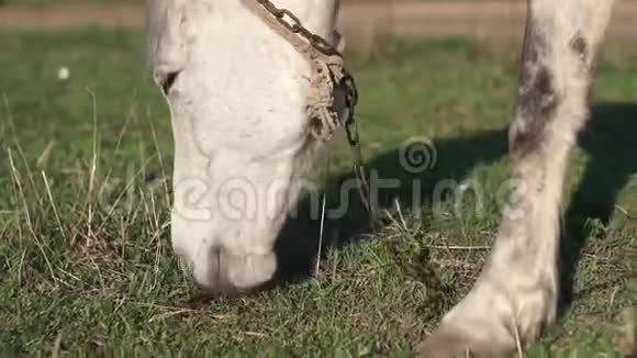 一匹马在草地上吃草视频的预览图