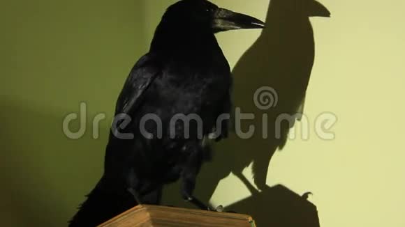 黑乌鸦视频的预览图