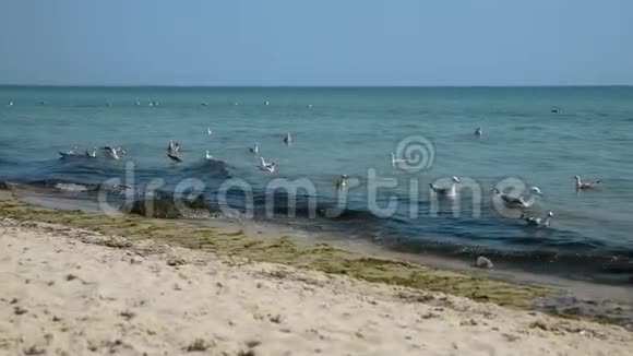 海鸥漂浮在黑海的波涛上视频的预览图