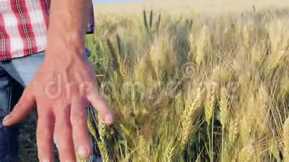 男性手触麦穗视频的预览图