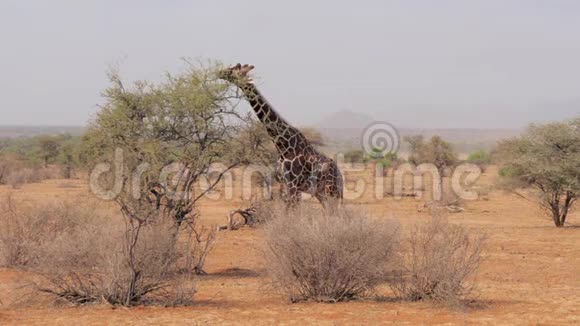 长颈鹿吃非洲草原灌木丛中的绿叶视频的预览图