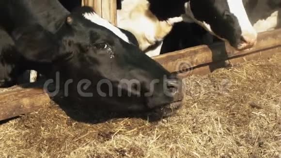 一群家养的牛在农场吃干草视频的预览图