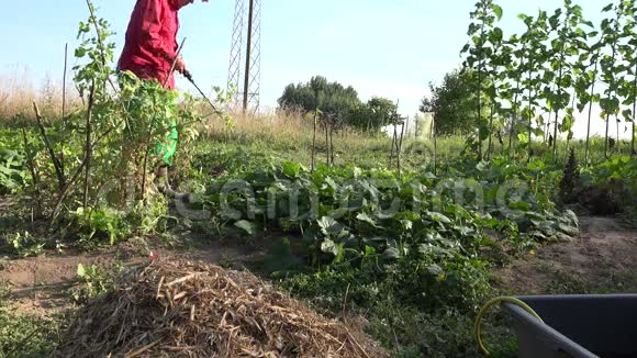 农民牛仔男子在农场喷洒黄瓜蔬菜4K视频的预览图