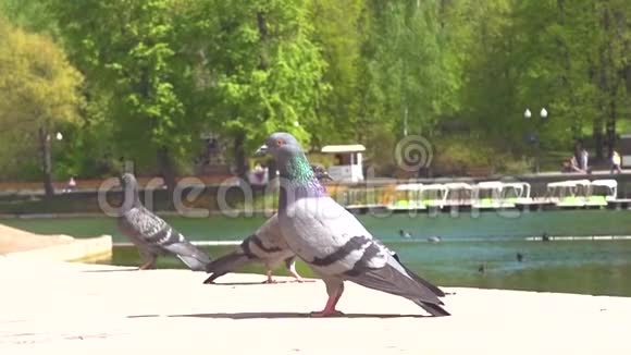 三只鸽子坐在水边视频的预览图