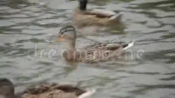 美丽的野鸭在夏天的池塘里游泳和玩视频的预览图