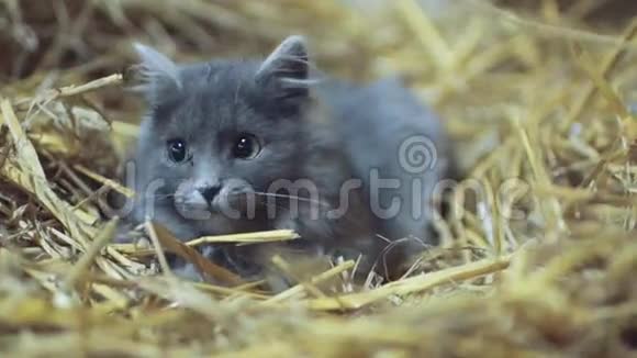 一只可爱的灰色小猫绿色的眼睛躲在干草里看着镜头英国短毛猫肖像视频的预览图