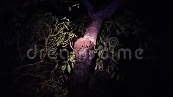 蚜虫在夜间以树为食视频的预览图