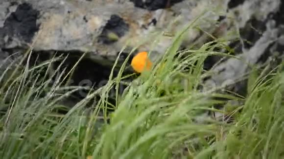 夏日微风中茂密的绿草中一朵朵美丽的小桔球花视频的预览图