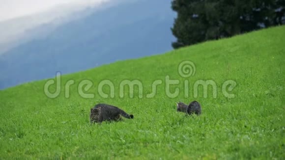 在奥地利山区的一片绿草上两只小玩灰猫玩耍和奔跑慢动作视频的预览图