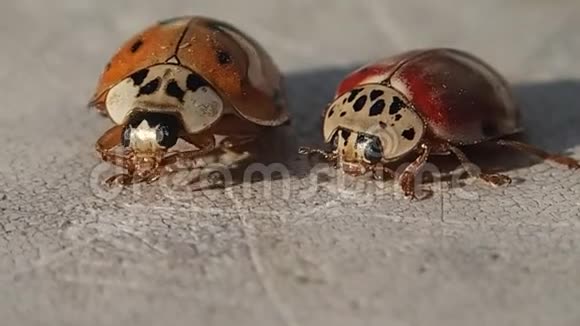 两只红色的瓢虫在等着大一只正在擦腿视频的预览图