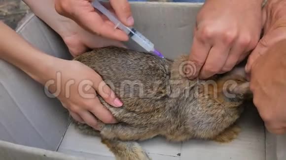 兽医注射兔子预防疾病视频的预览图
