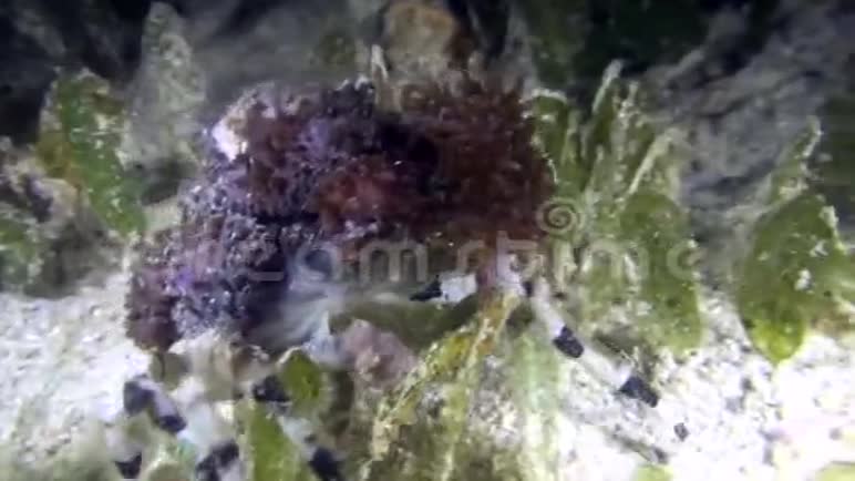 龙贝海峡夜间潜水的沙海草上的蟹状环核球视频的预览图