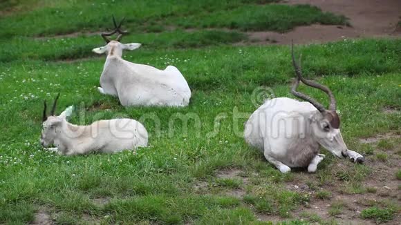 三只羚羊阿达克斯纳索视频的预览图