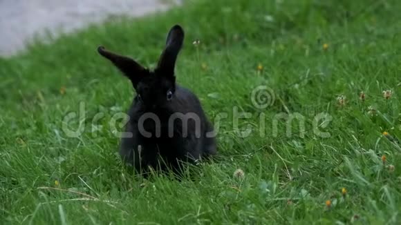 黑兔坐在高山山脉的绿草坪上视频的预览图