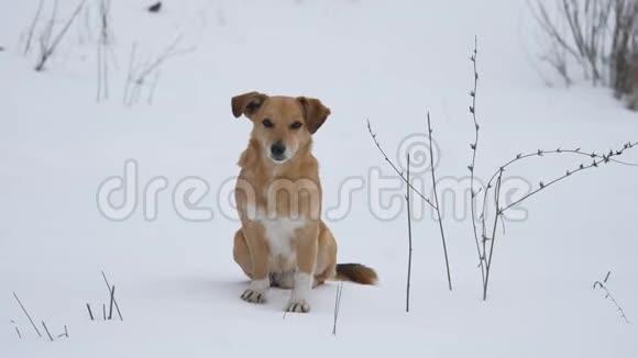 红发狗坐在雪地上一只宠物狗坐在户外的雪地上视频的预览图