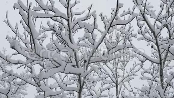 树枝上覆盖着雪大雪视频的预览图