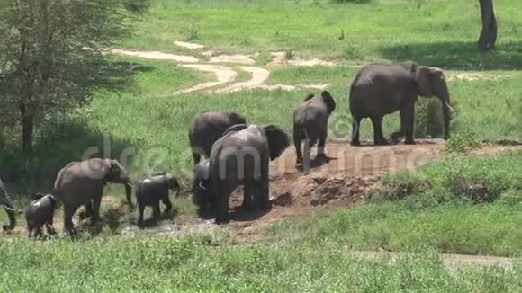 非洲小象和牛群一起穿过草原视频的预览图