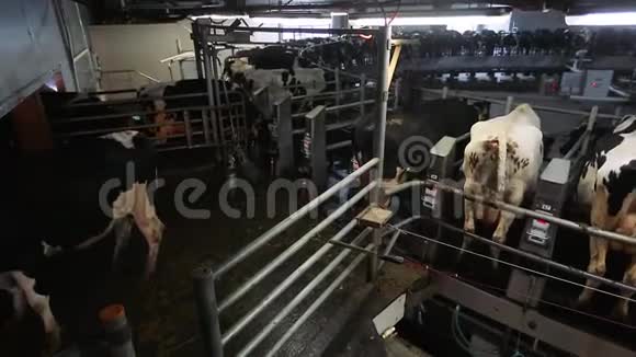 奶牛在现代农场挤奶奶牛厂的奶牛加工挤奶奶牛挤奶机上的奶牛自动化视频的预览图