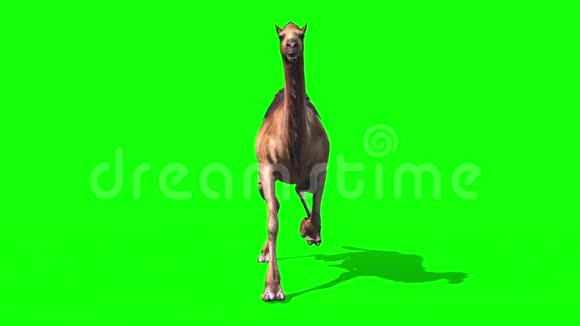 骆驼飞车前绿色屏幕循环沙漠三维渲染动画视频的预览图