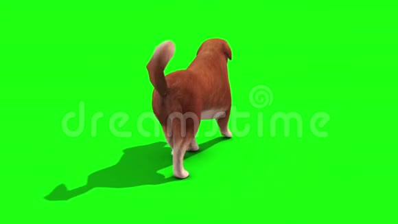布朗大狗走行环后绿屏3D渲染动画视频的预览图