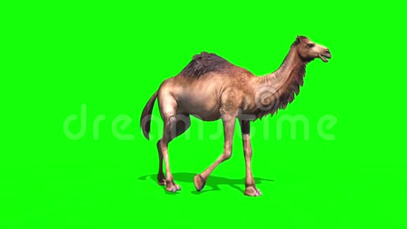 骆驼漫步绿幕环沙漠三维渲染动画视频的预览图