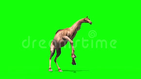 驼色绿幕循环沙漠三维渲染动画视频的预览图