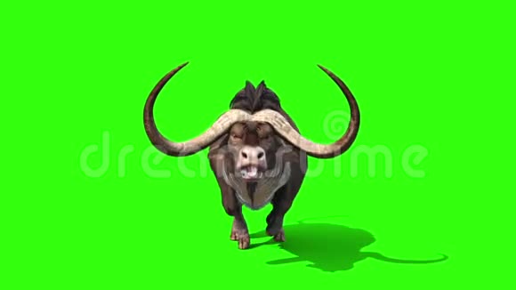 水牛跑圈前动物角绿色屏幕3D渲染动画视频的预览图