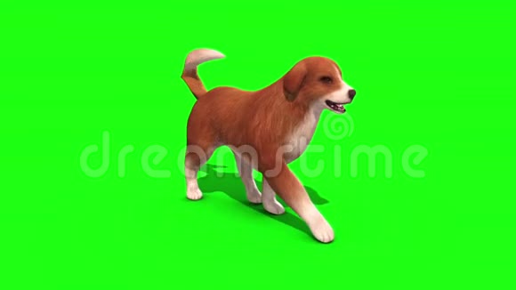 布朗大狗走行绿色屏幕3D渲染动画视频的预览图