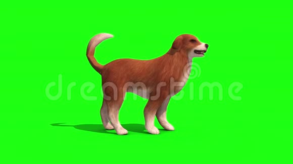 布朗大狗蛇边绿屏3D渲染动画视频的预览图