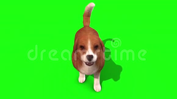 布朗大狗树皮绿屏3D渲染动画视频的预览图