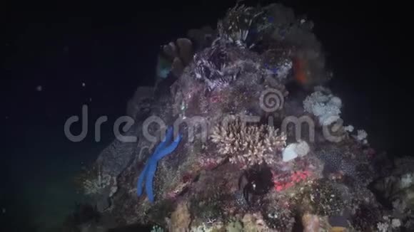珊瑚上的海星菲律宾明多罗视频的预览图