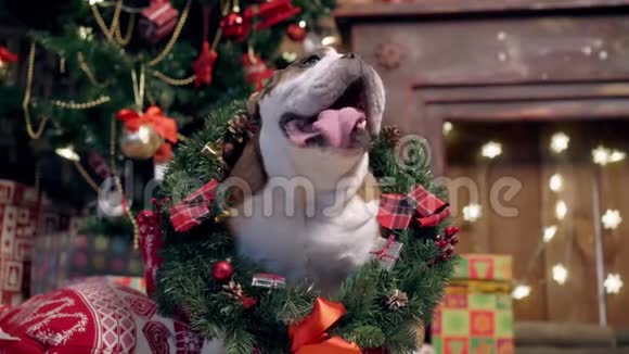 迷人的亚洲女孩爱和爱抚一个可爱有趣的斗牛犬在圣诞树下一只迷人的斗牛犬的肖像视频的预览图
