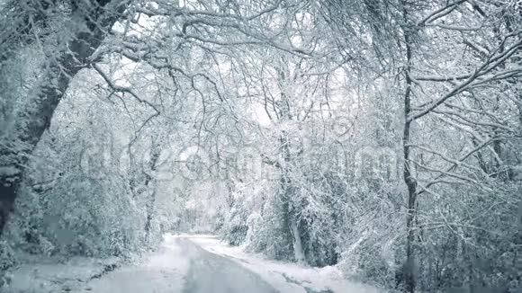 雪落在路上穿过树林视频的预览图