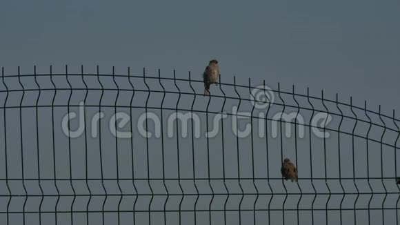 一些麻雀坐在栅栏上视频的预览图